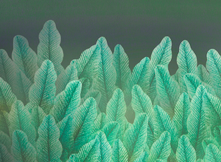 Dumbliai – gerai sveikatai