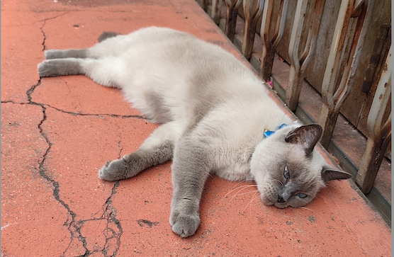 Jei jaučiatės išsekę